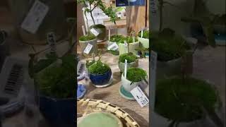 Download lagu Jual tanaman putri malu di jepang auto kaya 1 nya 250rb π
ππ€£ mp3 Download lagu Jual tanaman putri malu di jepang auto kaya 1 nya 250rb π
ππ€£ mp3