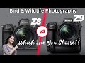 Nikon Z8 Vs Z9 Decoding The Best Camera For Bird Photography In 2023