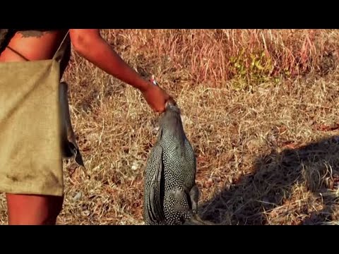 Retour à l'instinct primaire - Elle réussi à chasser  pour refaire le plein de proteine