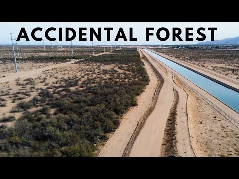 WATCH: How an Accidental Forest Grew In the Arizona Desert
