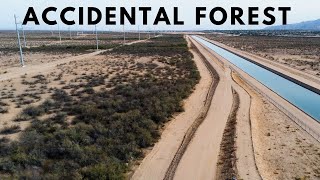 The Canal that Accidentally Grew a Forest in the Arizona Desert