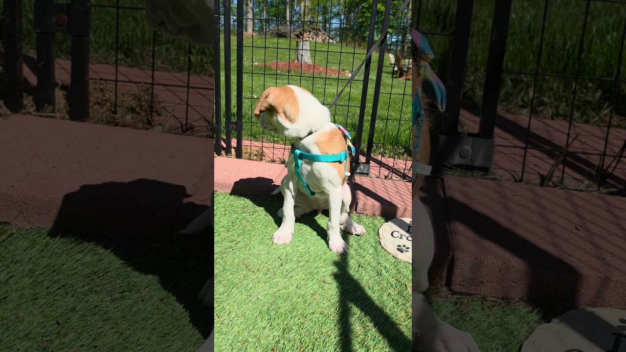Xena, a Adoptable mixed breed in Blairstown, NJ video 6/6