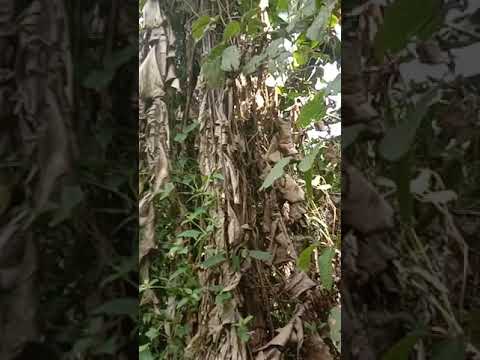 14 พฤศจิกายน ค.ศ. 2021