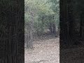 300 KG Tiger Crossing Road In Bandhavgarh