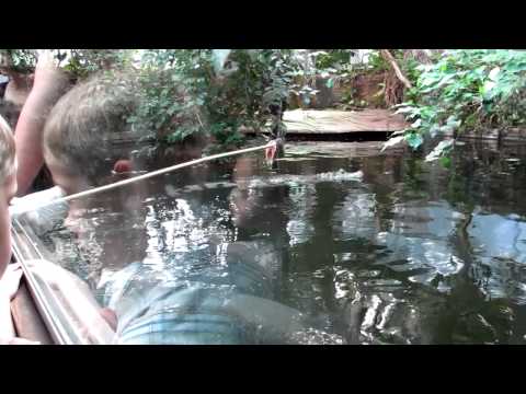 Arowana fish feeding at Syon Park Tropical Zoo