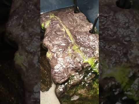 Raphaels basking dock