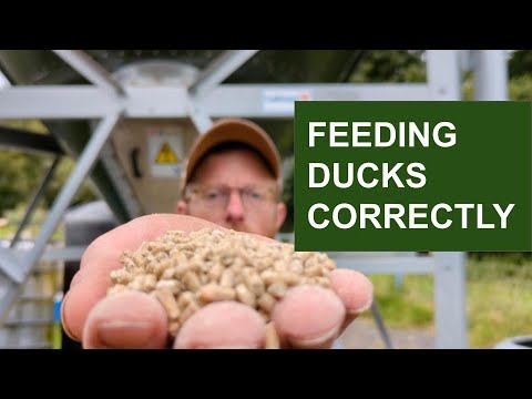 The 3 differences when feeding Ducks vs. Chickens