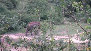 preview picture of video 'Walking Safari Sri Lanka'