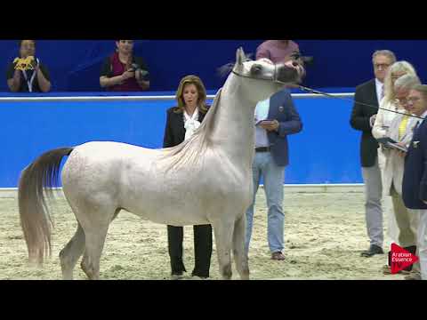 N 63 RK SADEEM   Dubai 2019   Fillies 3 Years Old