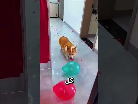 شاهدوا كيف فزت في تحدي أمي بمساعدة أصدقائي! 🥹