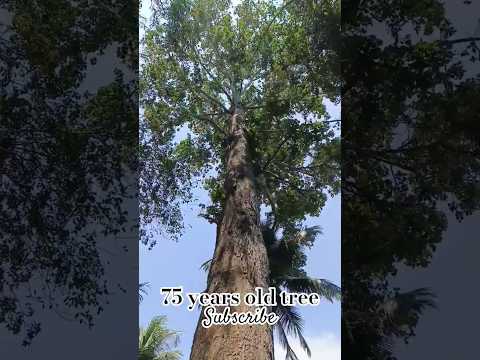 75 years old tree( aini maram)