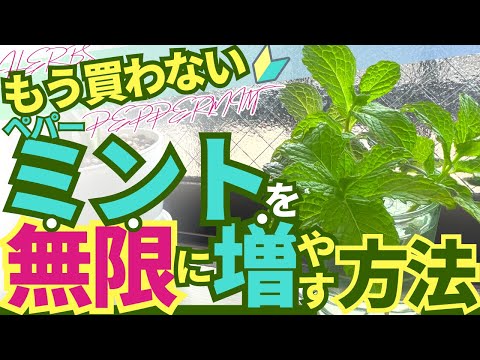 ペパーミント 植物