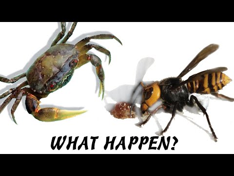 WHAT HAPPEN? When Crab sees Wasp Hornet