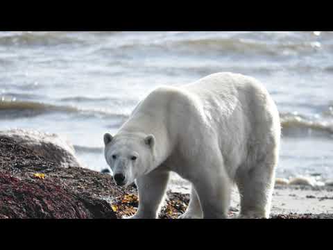 Lesson 07 - Climate Change and Greenland Ecosystem