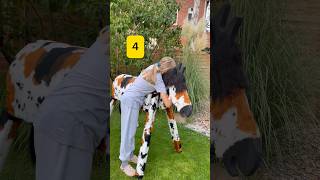 Neues Holzpferd?😱🐴 #woodenhorse #holzpferd #equestrian #viral #fyp #horse #pony #hengst #ponymalta