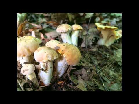 gyógyszerek az emberek pinworm férgeire