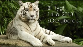 preview picture of video 'Bílí tygři si hrají s míčem - ZOO Liberec'
