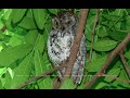 African Scops Owl Call Birdsong Wildlife Sounds