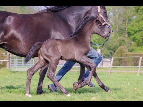 Veulen Sezuan's Donnerhall x All At Once x Jazz