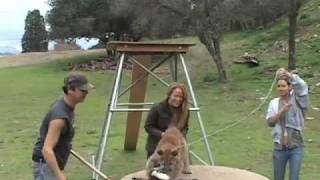 LAURA STINCHFIELD - PET PSYCHIC COMPILATION