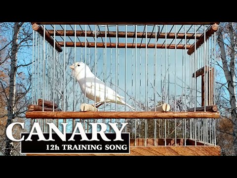 12h New White Canary in Nature