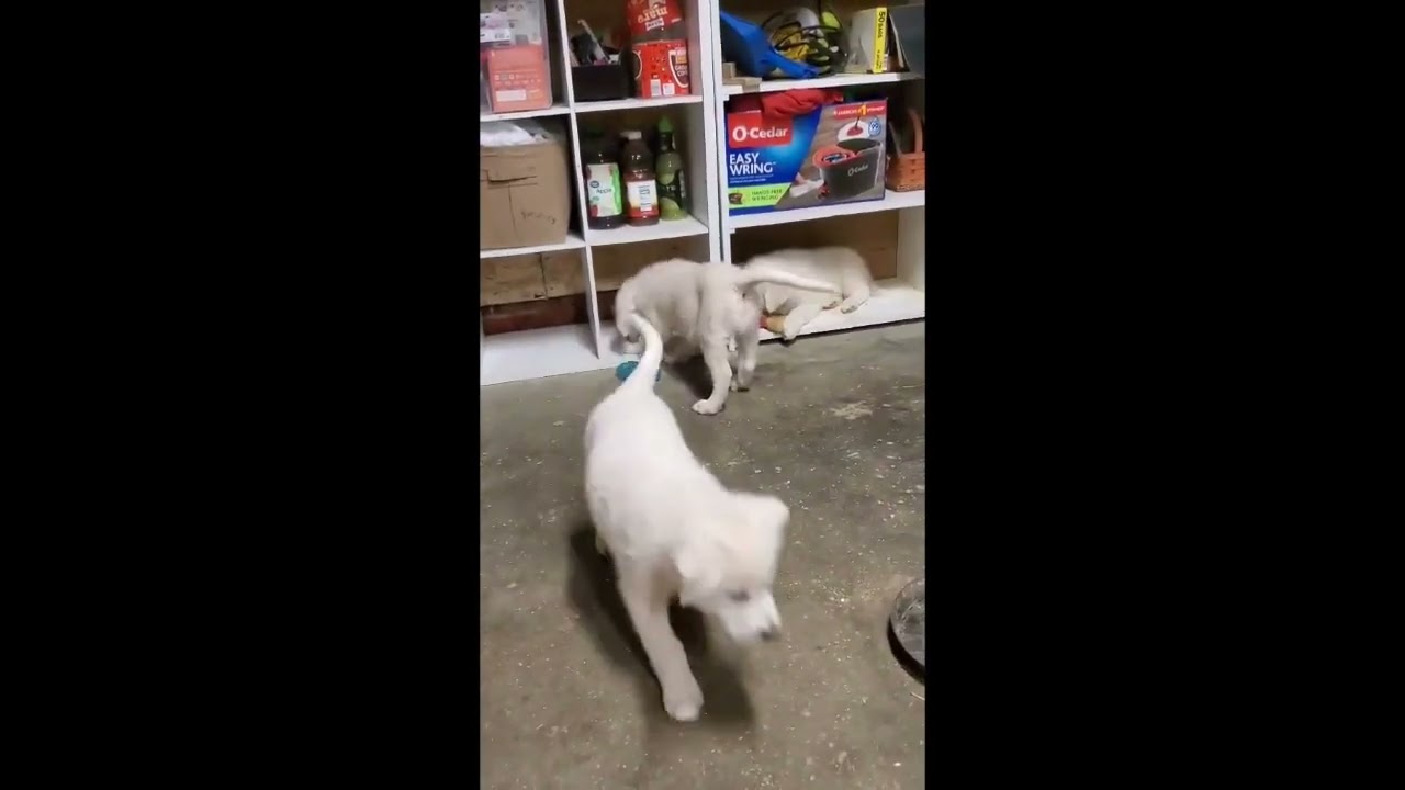 Enlarge Akita in KY - A Thoughtful Observer!, an adopted mixed breed in Paducah, KY video 4/4