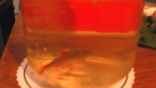 How to put down your fish humanly