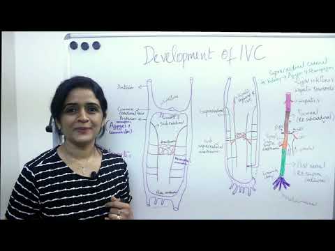 Development of IVC (Inferior Vena cava) - Posterior cardinal, Subcardinal & Supra cardinal veins