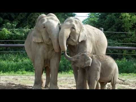 BBC 6 Minute English_April 30, 2015 - 中国の象を救う (BBC 6 Minute English_April 30, 2015 - Saving China's Elephants)