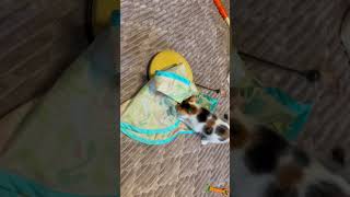 激しく遊ぶ子猫　#猫　#保護猫　#里子　#運動会　#子猫　#綾瀬はるか