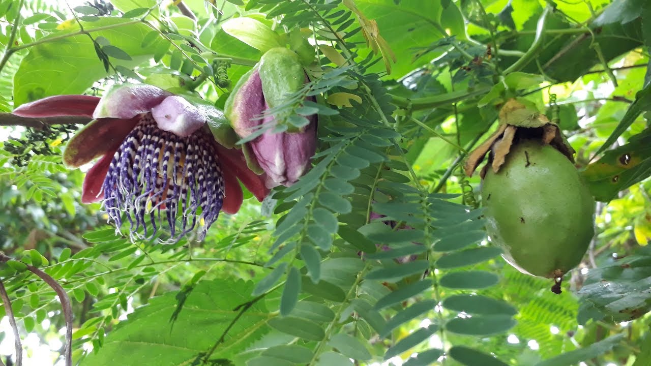 A Quem Buscais? - Neville Goddard