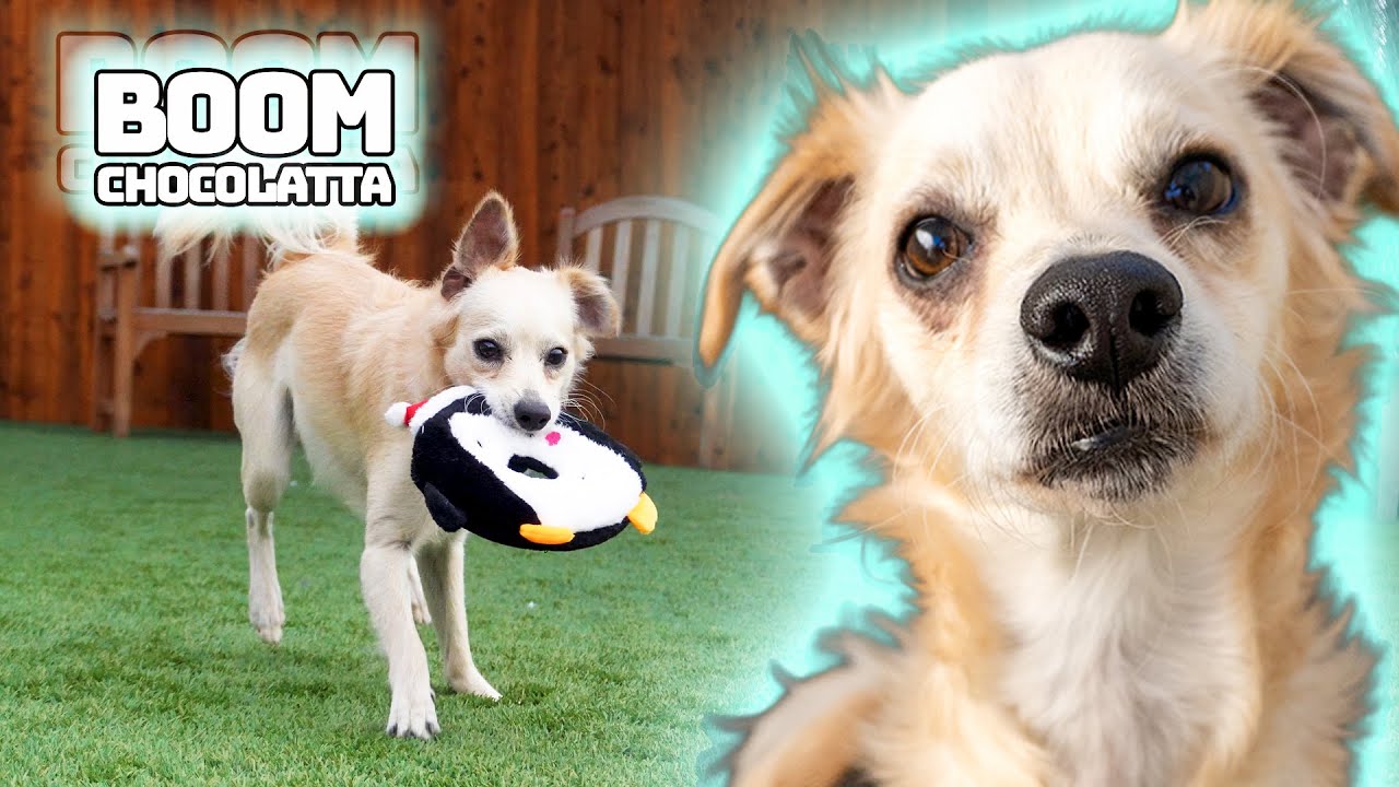 Enlarge Boom Chocolatta, a Adoptable mixed breed in Encinitas, CA video 2/3