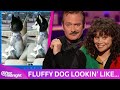 Thomas Lennon Knows What This Fluffy Dog Is Lookin Like