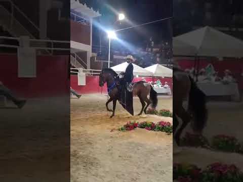 Aran campeon en arbelaez cundinamarca