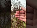 The Blueberry Pruning Tip You Need To Know Fruiting Vs Vegetative Buds Pruningtips Gardeningtips