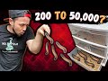 How To Breed Superworms 2022