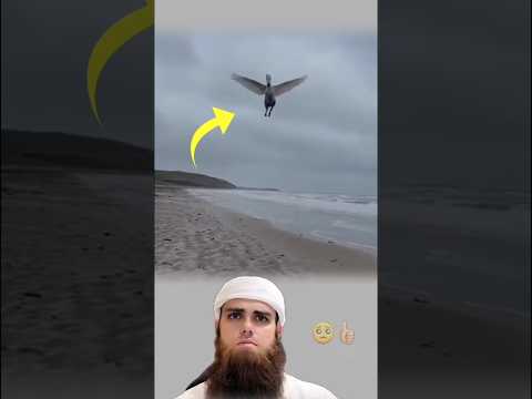 سقوط الحصان المجنح على الشاطء هل هي حقيقه ام خيال🥺👍🏻#تصاميم#عبارات #حالات وتس#متابعه#لايكي#اكسبلاور