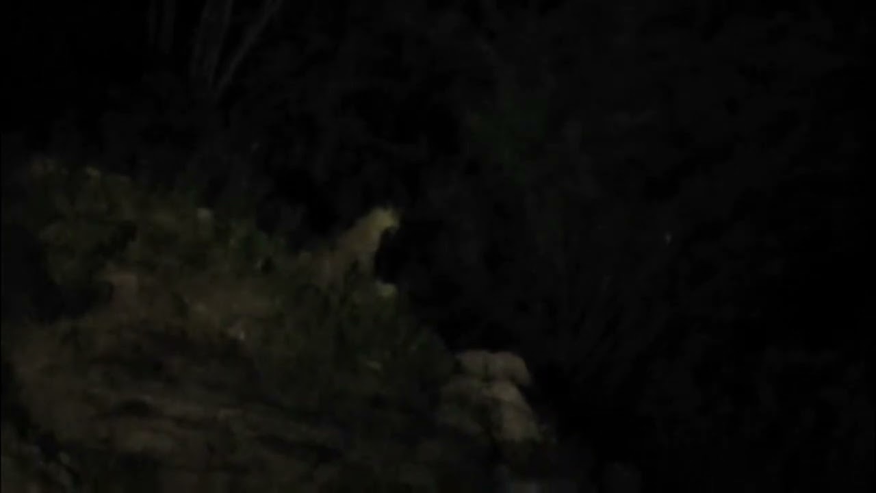 चामुण्डा माता मंदिर पार्किंग में लेपर्ड की दहशत, ठेकेदार ने बनाया वीडियो हो रहा वायरल