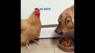 You Will Regret 🐔😱 Funny Talking Animal in Tik Tok KLR Dubs #Shorts #TalkingAnimals