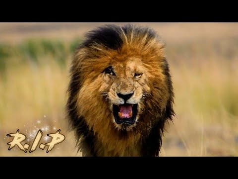 Farewell Scarface Lion R.I.P
