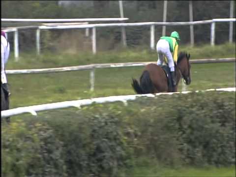 Galopprennbahn Dresden - 06.10.2013 - 3.Rennen