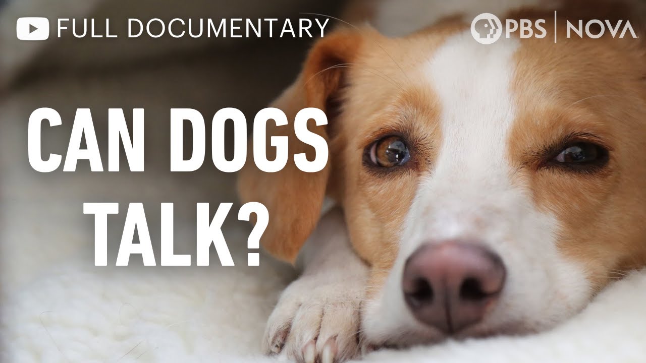 Can Dogs Talk? | Full Documentary | NOVA | PBS