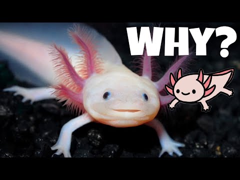 Why Axolotls Are Endangered (and How You Can Help)