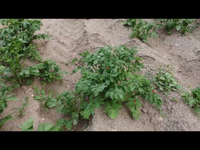 Colorado Beetle Larva Tracking on a Real Field