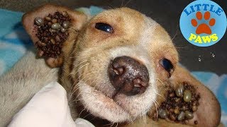 Rescue Dogs, Removing Dog TICKs Compilation