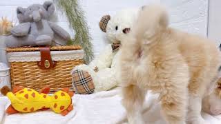 ボーダーコリーの動画02