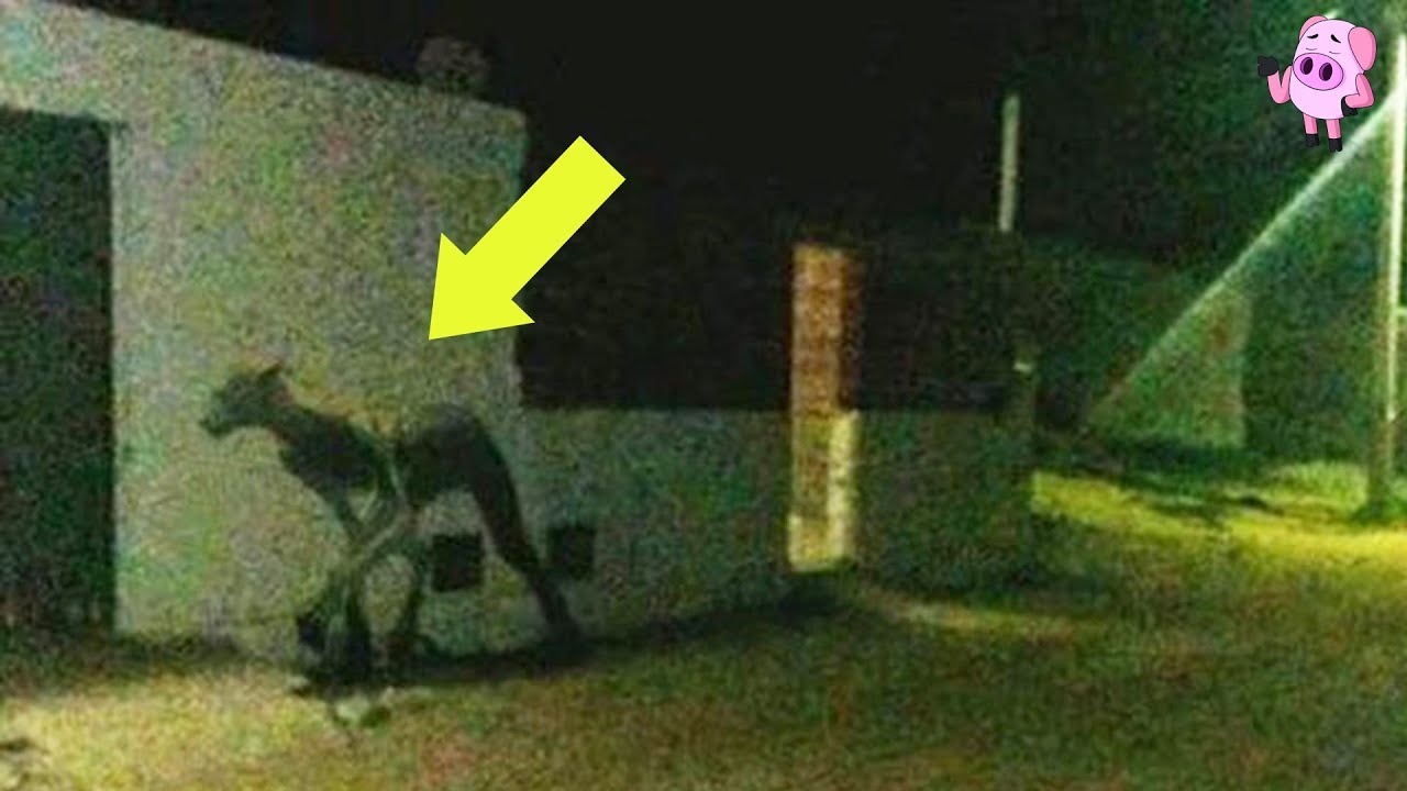10 Creepy Cryptid Sightings Caught on Film