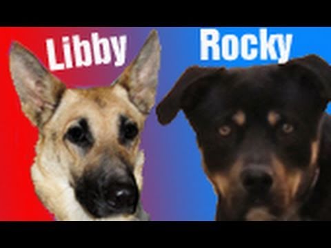 Dog rescue: Rocky & Libby - Please share and help find them a home. #dogs