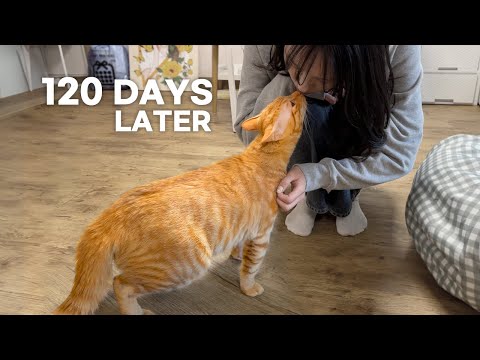 Rescued Cat Reunites With Rescuer After 4 Months | Emotional Reaction