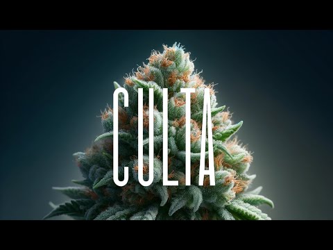 Inside CULTA: Maryland’s Cannabis Pioneers | Exclusive Behind-the-Scenes Tour 🌿🔥
